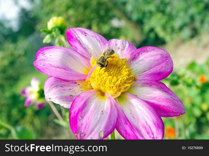 Image of beautiful violet flower and bee