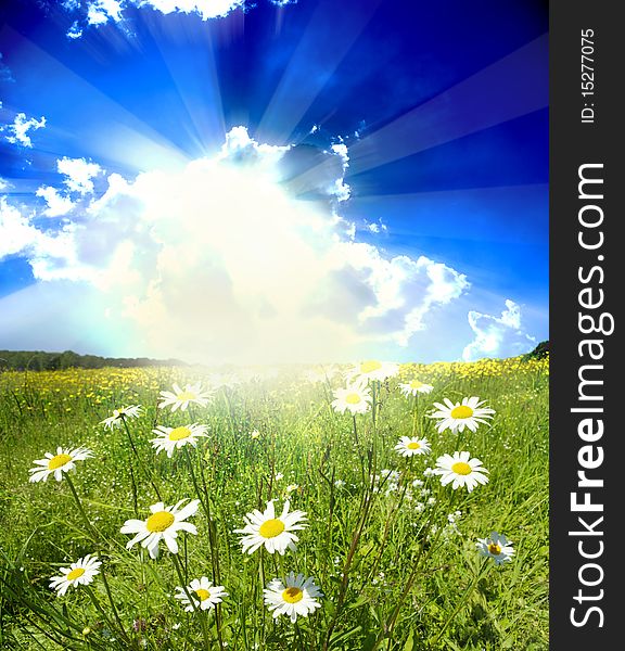 Field of daisies, blue sky and sun. Field of daisies, blue sky and sun.