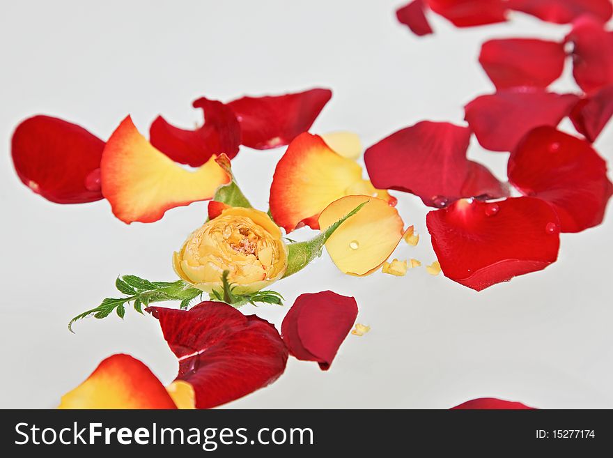 Red and yellow rose petals