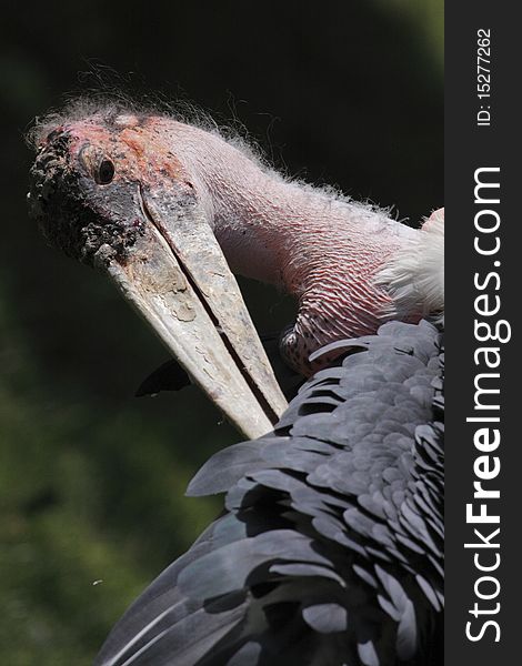 The marabou stork, Leptoptilos crumeniferus, is a large wading bird in the stork family Ciconiidae.