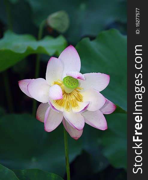 Pink lotus flowers taken from a park.