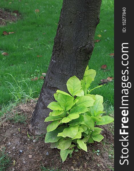 Leaf by the tree root, in a summer day