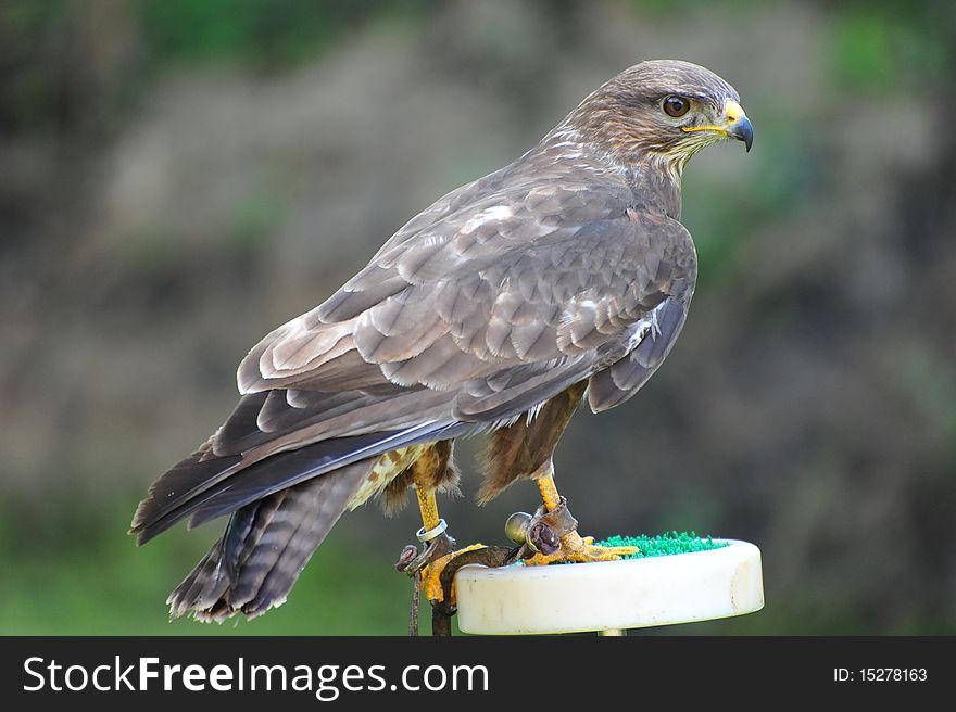 Bird predator - Hawk hunter (perch)