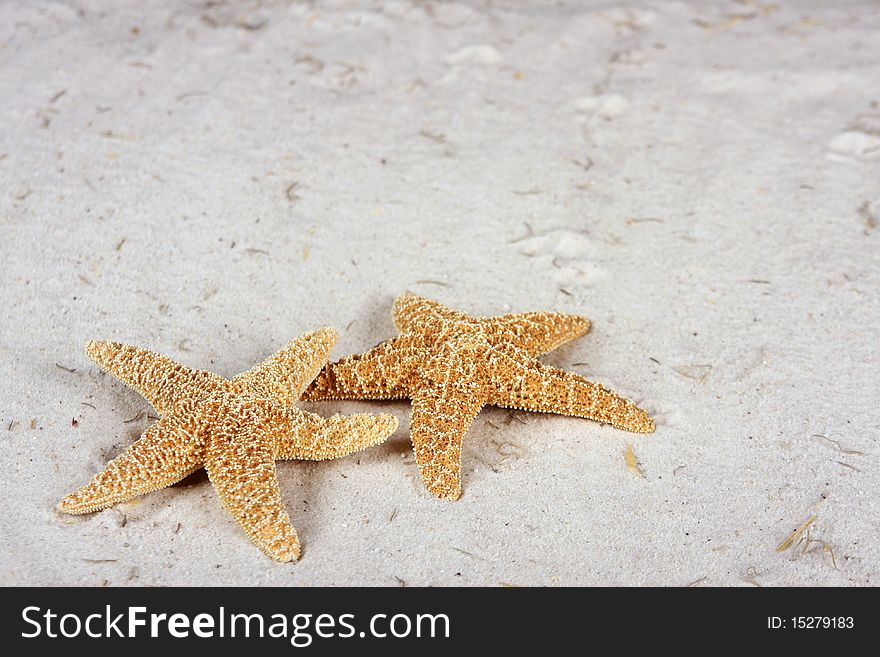 Starfish On The Beach With Copy Space