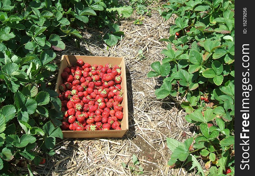 Strawberry Picking