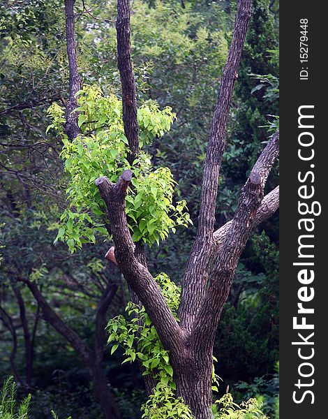 Walnut tree in the park.