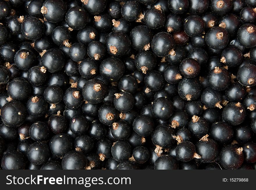 Just collected black currant. Photo taken on: 24.07.2010