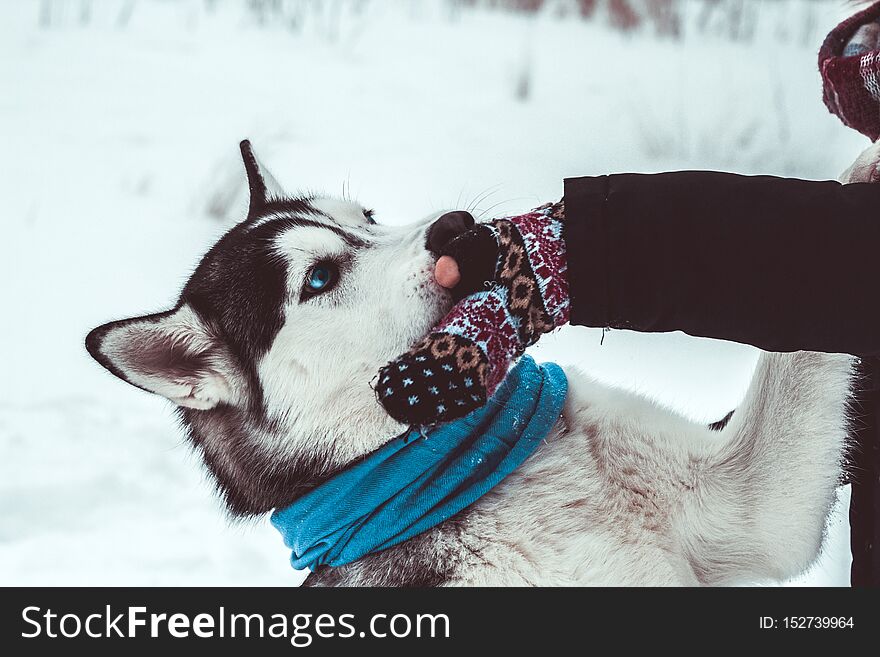 Husky Dog Gives Paw To His Mistress On Walking In The Park In Winter