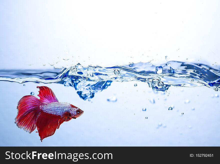 Closeup Red siamese fighting fish in water and air bubbles