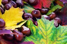 Chestnut And Leafs Background Royalty Free Stock Photos Chestnut And Leafs Background Royalty Free Stock Photos