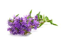 Campanula Glomerata Stock Photography Campanula Glomerata Stock Photography