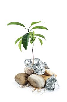 Sprout Punching Stones And Metal Flowers Royalty Free Stock Photography