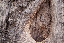 Free Bark Royalty Free Stock Images - 15285219