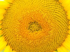Sunflower Royalty Free Stock Photography Sunflower Royalty Free Stock Photography