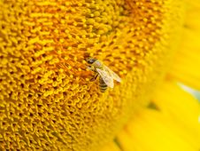 Sunflower And Bee Royalty Free Stock Image Sunflower And Bee Royalty Free Stock Image