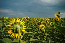 Sunflower Field Royalty Free Stock Photos Sunflower Field Royalty Free Stock Photos