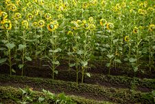 Sunflower Field Royalty Free Stock Image Sunflower Field Royalty Free Stock Image