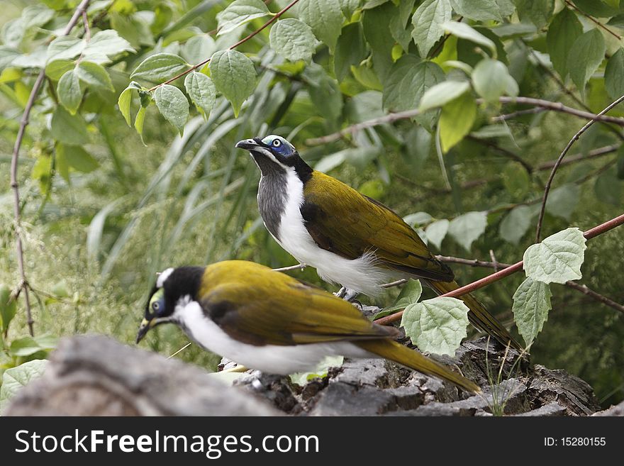 The Blue-faced Honeyeater (Entomyzon cyanotis), also colloquially known as Bananabird, is a passerine bird of the Honeyeater family Meliphagidae commonly found around the northern and eastern coasts of Australia and New Guinea. The Blue-faced Honeyeater (Entomyzon cyanotis), also colloquially known as Bananabird, is a passerine bird of the Honeyeater family Meliphagidae commonly found around the northern and eastern coasts of Australia and New Guinea.
