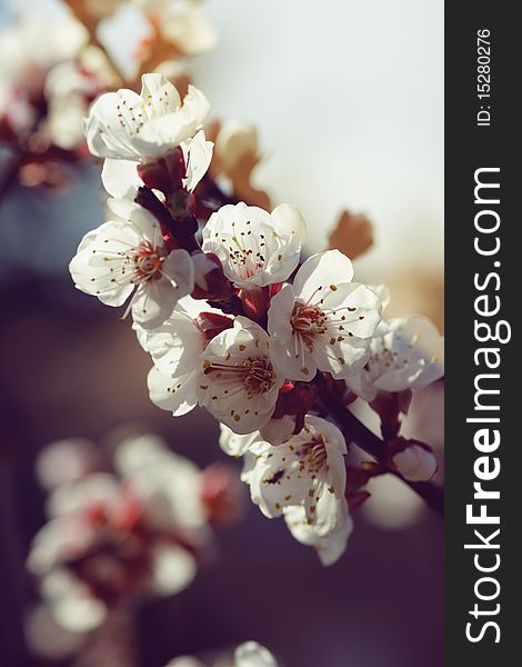 Apricot tree in bloom during the spring time. Apricot tree in bloom during the spring time.