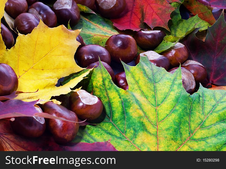 Chestnut and colorful maple leafs background. . Chestnut and colorful maple leafs background.
