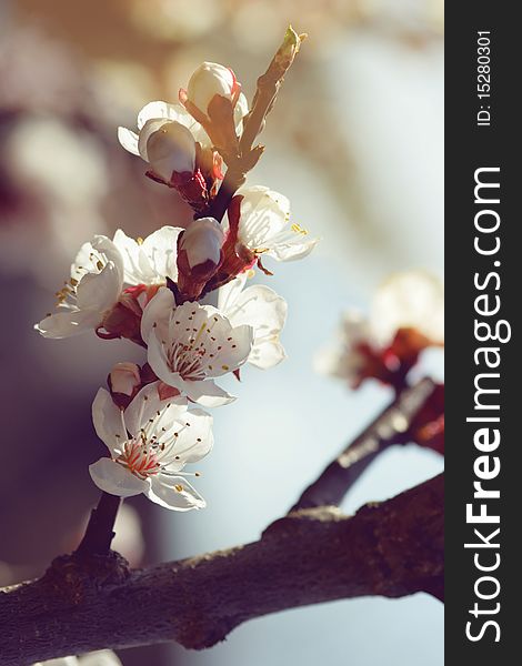 Apricot tree in bloom during the spring time. Apricot tree in bloom during the spring time.