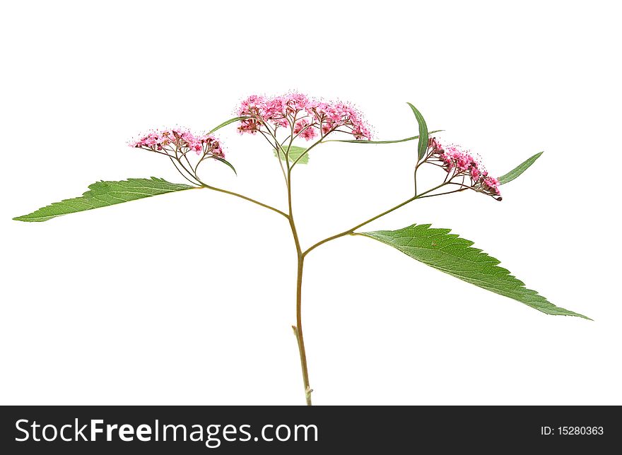 Meadowsweet isolated on white background