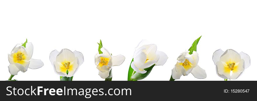 White tulips against white background