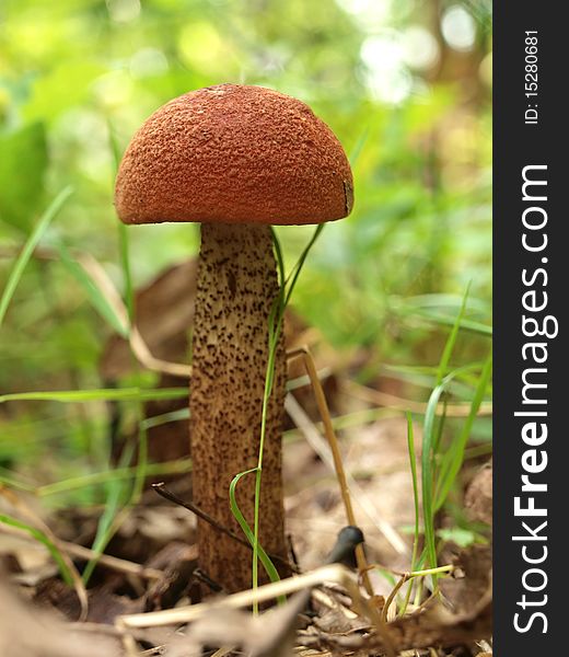 Young, tall mushroom with the red hat in the green grass. Young, tall mushroom with the red hat in the green grass