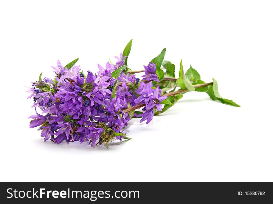 Campanula glomerata isolated on white background