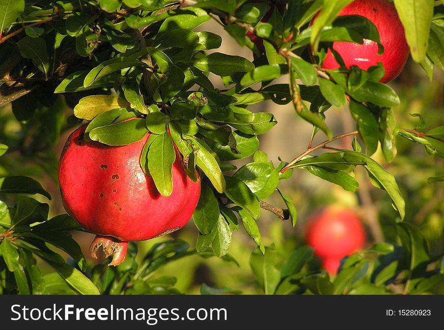 Pomegranate tree with red fruits