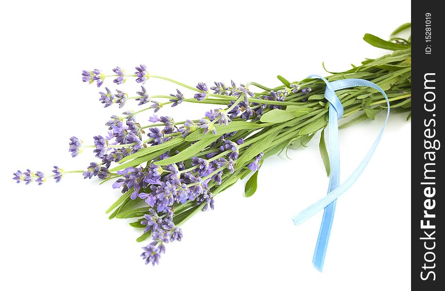 Lavender on a white background