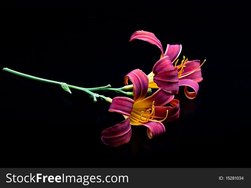 Red and yellow lilies on a black background. Red and yellow lilies on a black background.