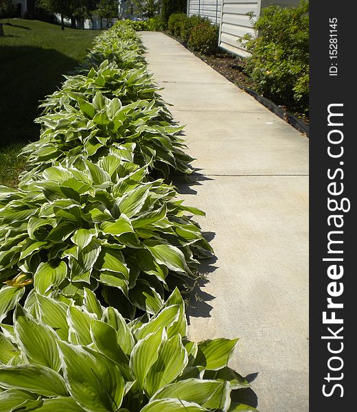 Sidewalk on side of house