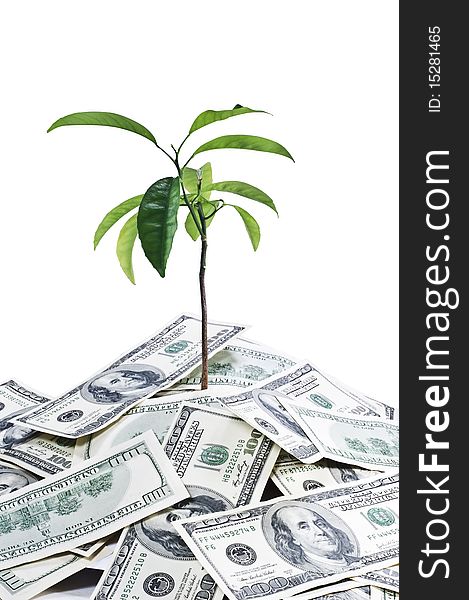 Banknote dollar bank concept tree wealth. Banknote dollar bank concept tree wealth