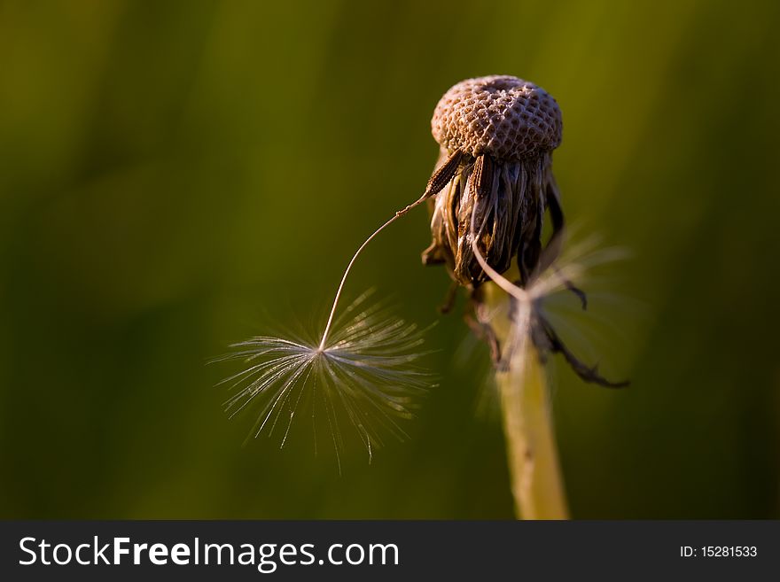 Dandelion closeup on green grass background