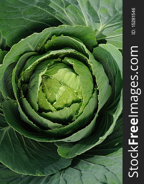 Cabbage in green leaf-bed