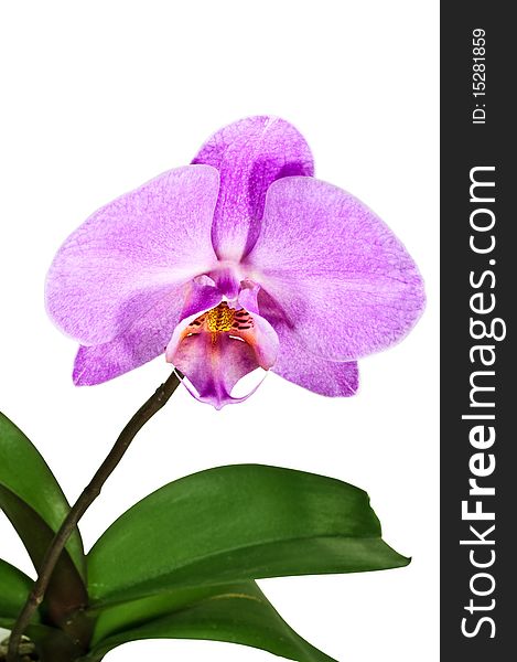 Purple Orchid