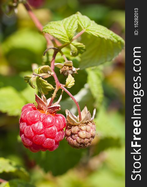Branch of ripe juicy raspberries (selective focus). Branch of ripe juicy raspberries (selective focus)