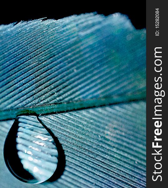 A close up shot of a blue feather with a water drop on it. A close up shot of a blue feather with a water drop on it.