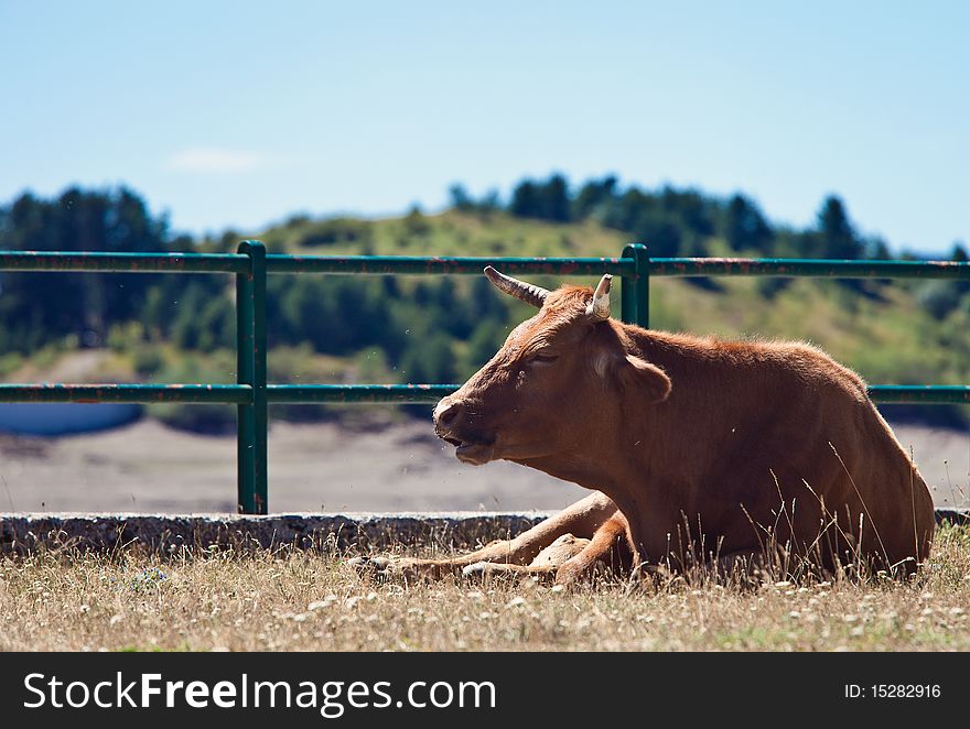 A cow inside a fence surrounded by hundreds of flies