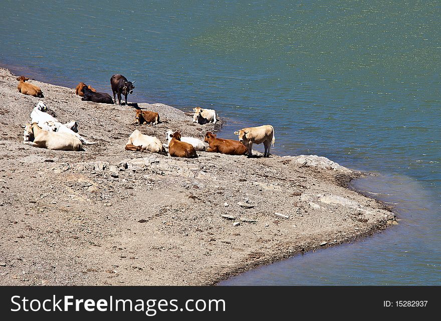 A herd of cows resting on the lake after watering. A herd of cows resting on the lake after watering