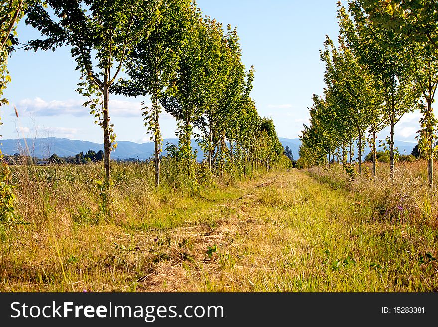 Trees in Oregon field, hot summer day. Trees in Oregon field, hot summer day