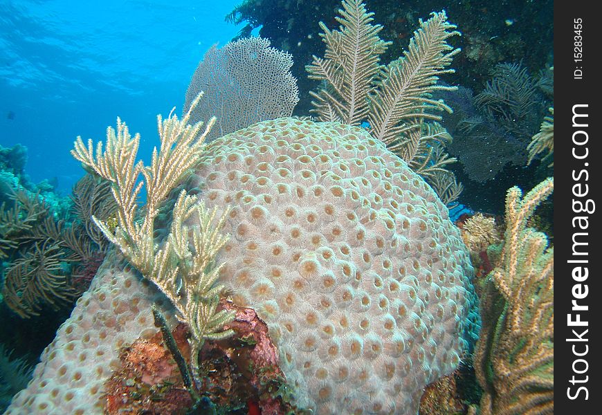 Healthy reef in chinchorro bank