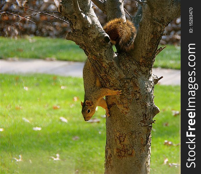 Cute squirrel climbing out of a tree.