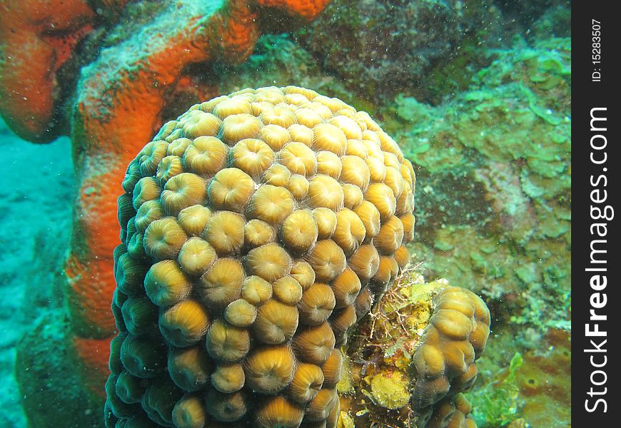 Healthy reef in chinchorro bank. Healthy reef in chinchorro bank