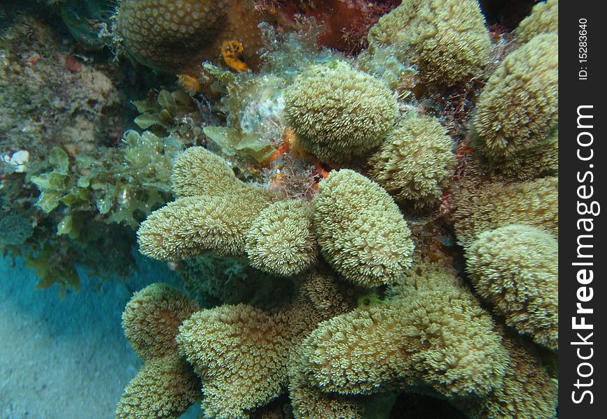 Healthy reef in chinchorro bank. Healthy reef in chinchorro bank