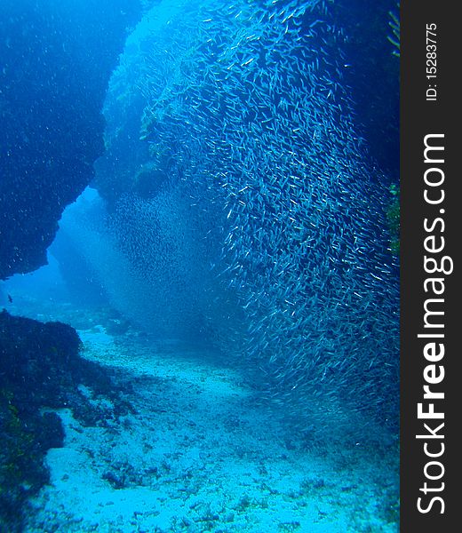 Reef of chinchorro banks mexico. Reef of chinchorro banks mexico