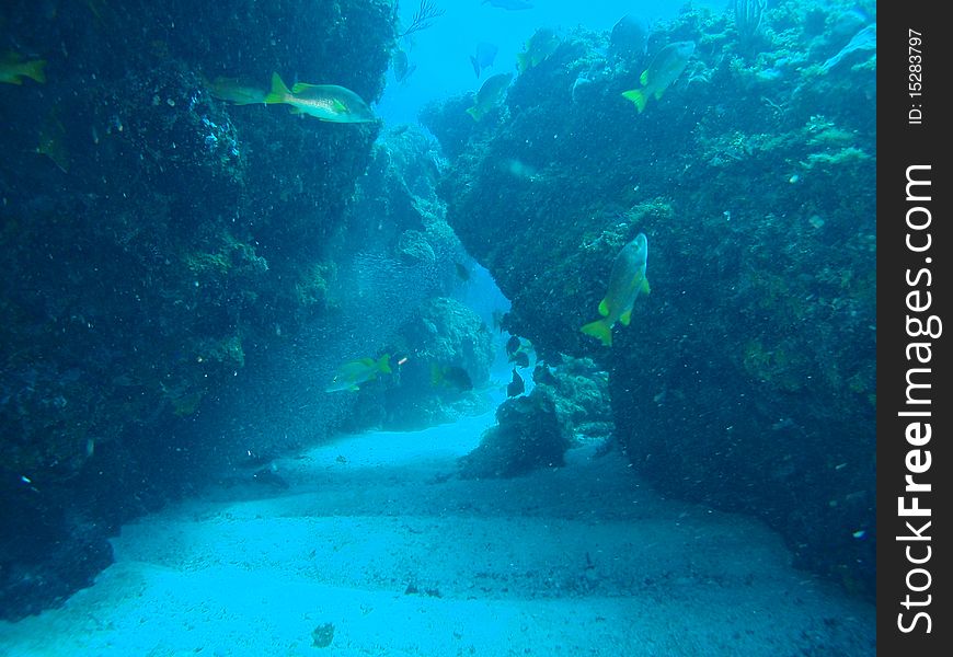 Shark S Cave III