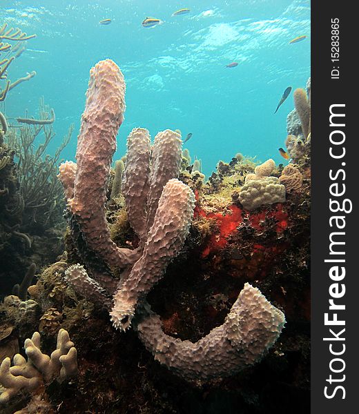 Reef of chinchorro banks mexico. Reef of chinchorro banks mexico