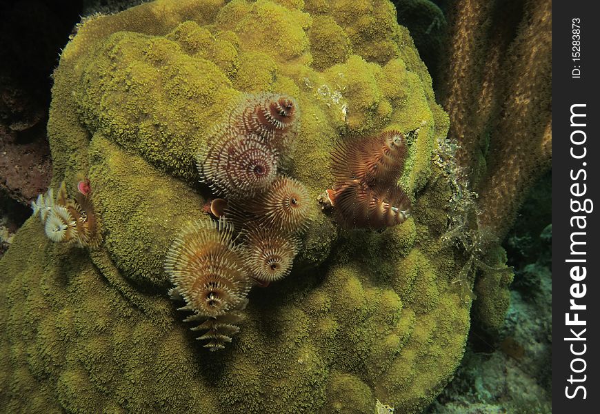 Christmas tree worms